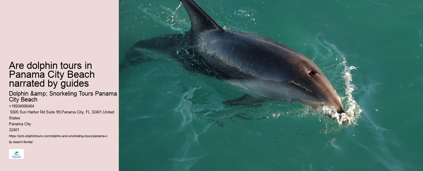 Tours to see dolphins in Panama City Beach