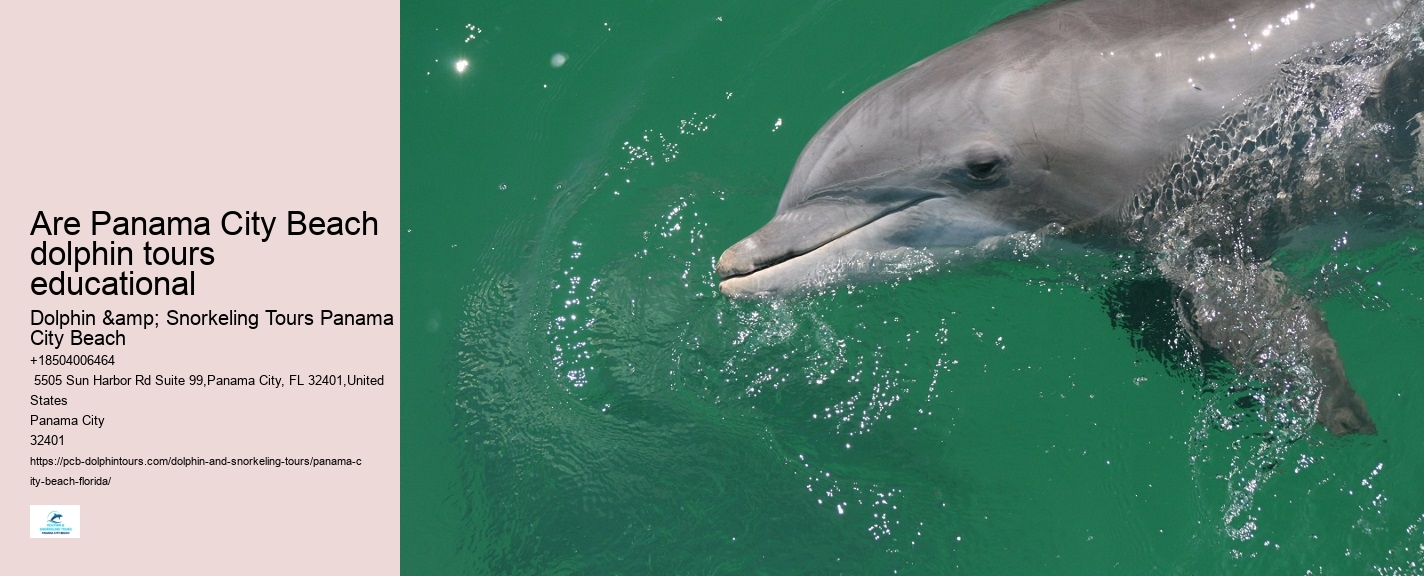 Can You Swim With Dolphins In Miami