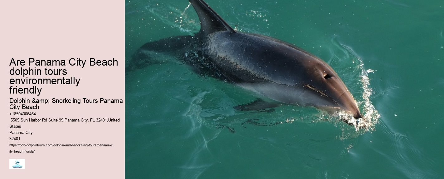 How Much Does It Cost To Swim With Dolphins In Florida