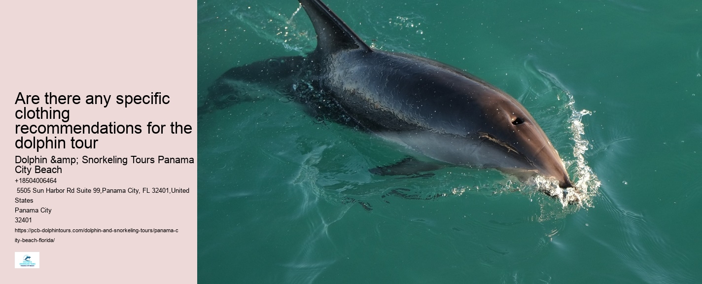 Panama City Beach Dolphin Boat Tour