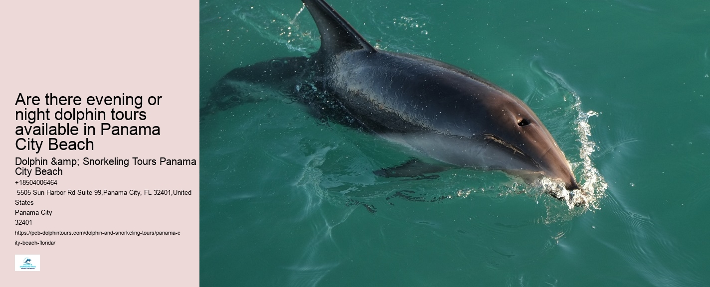 Dolphin Swim