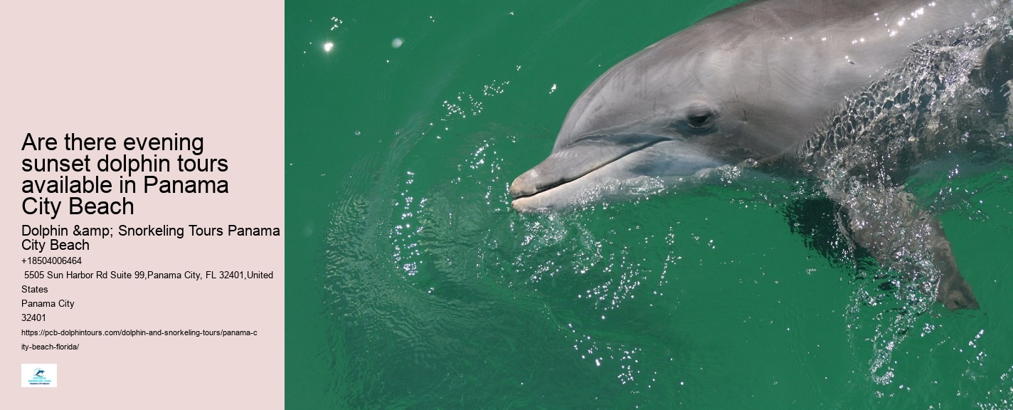 Beach Dolphin