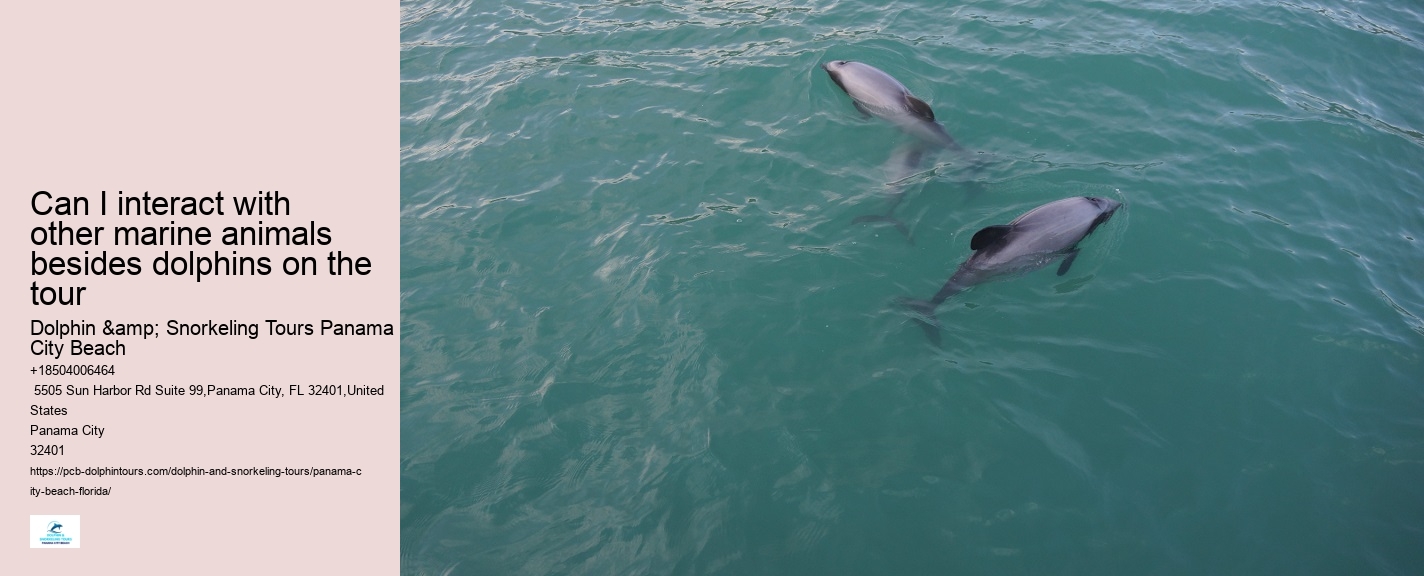 How Much Does It Cost To Swim With Dolphins In Panama City