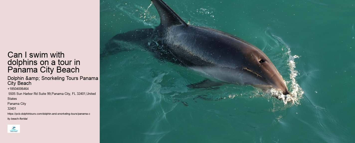 PCB Dolphin Exploration Trips