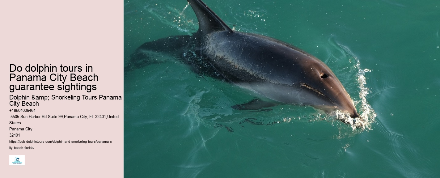 Panama City Beach Dolphin Cruises