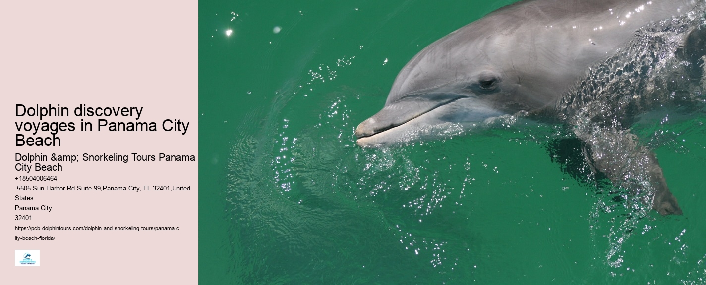 Dolphin discovery voyages in Panama City Beach