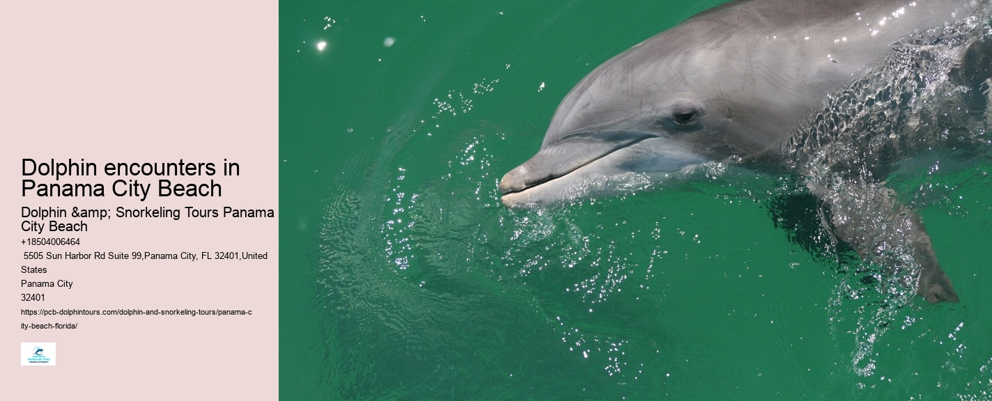 Panama City Beach Fl Dolphin Cruise