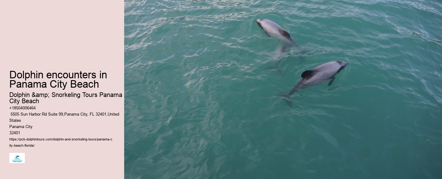 Dolphin And Snorkeling Tours In Panama City Beach