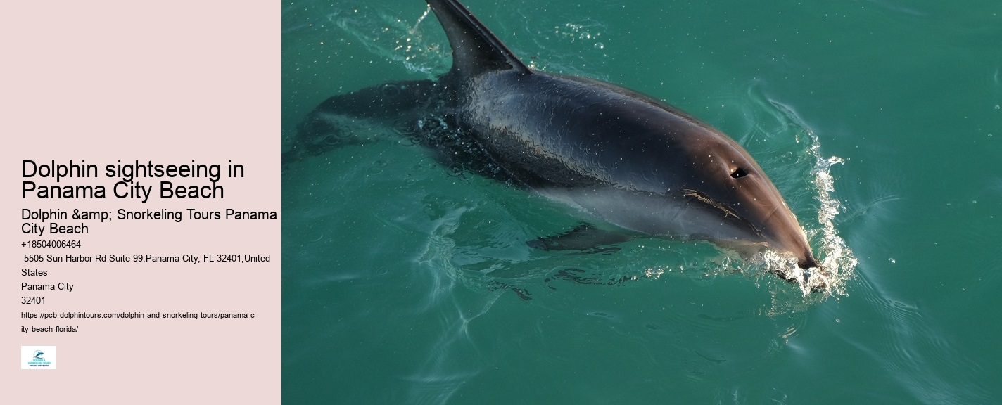 Dolphin sightseeing in Panama City Beach