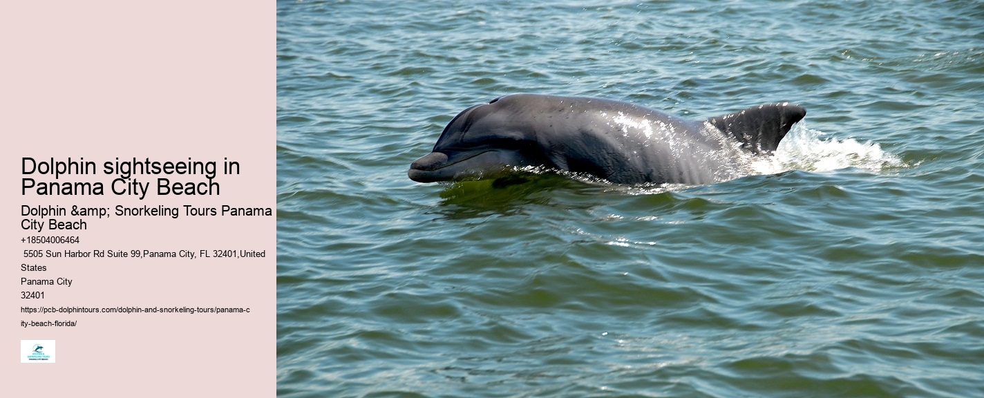 What Is The Best Time Of Day To Go On A Dolphin Tour