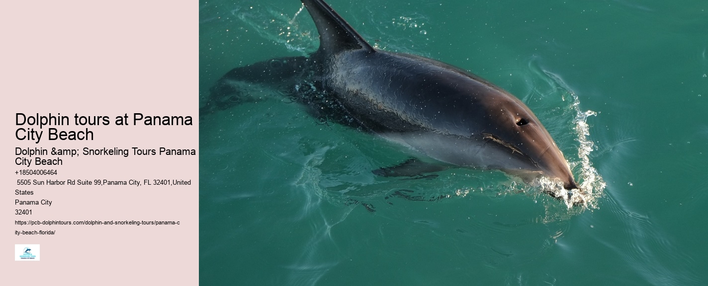 Dolphin tours at Panama City Beach
