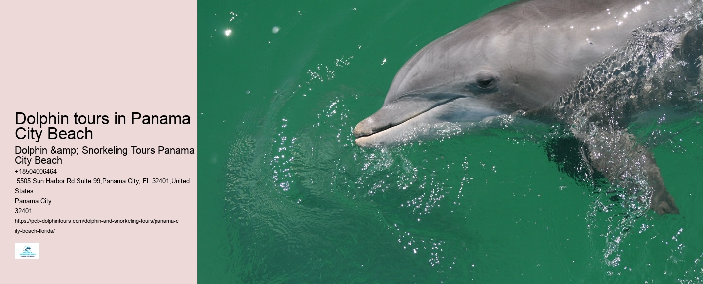 Dolphin tours in Panama City Beach