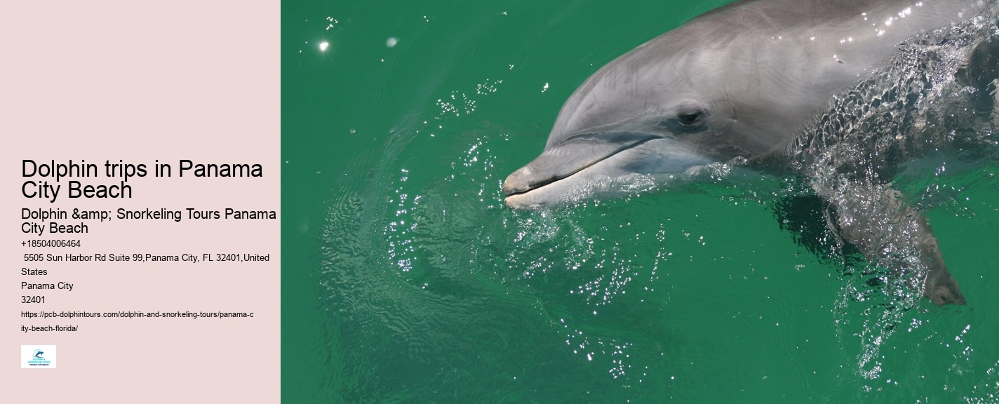 Dolphin trips in Panama City Beach