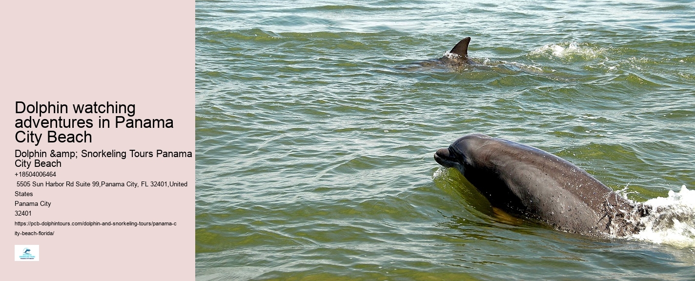 Come Swim With The Dolphins