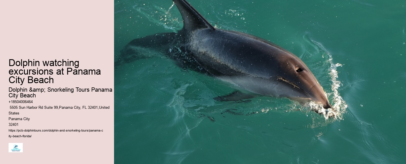 Where Can I See Wild Dolphins In Panama City Beach