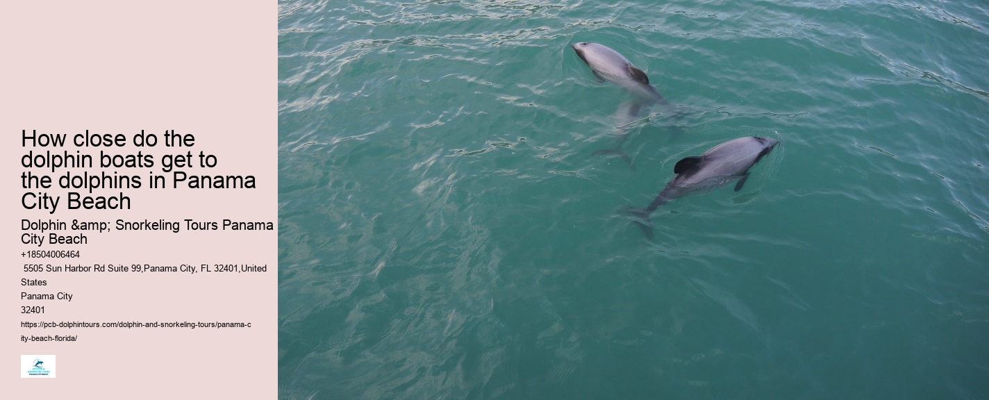 Dolphin boat rides in Panama City Beach