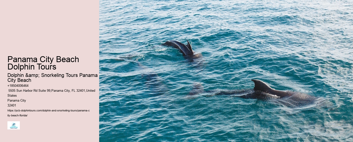 Panama City Beach Swim With Dolphins