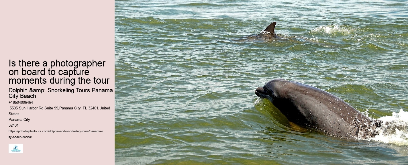 Dolphin Tours Near Panama City Beach