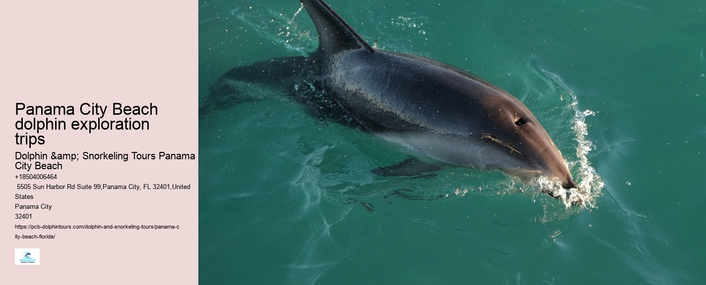 Panama City Beach dolphin exploration trips