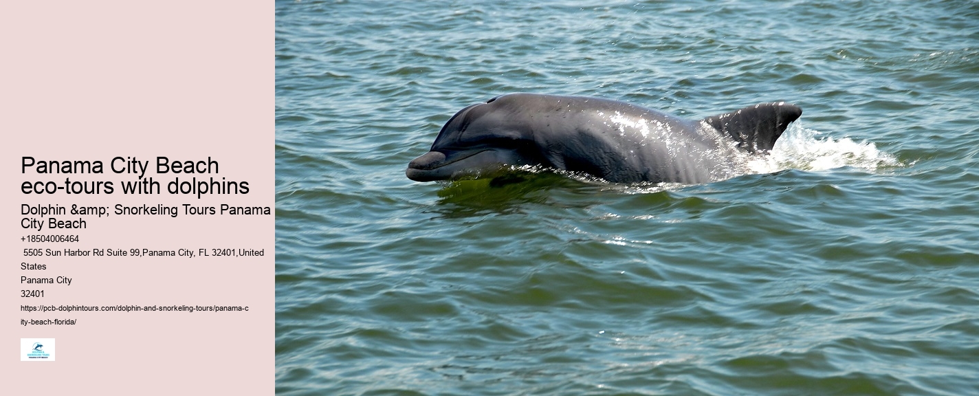 What is the best time of year to go on a dolphin tour in Panama City Beach