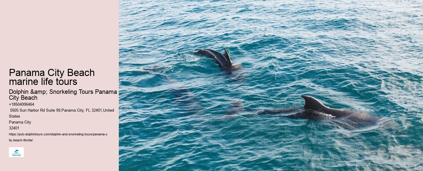 Dolphin Tours In Panama City Florida