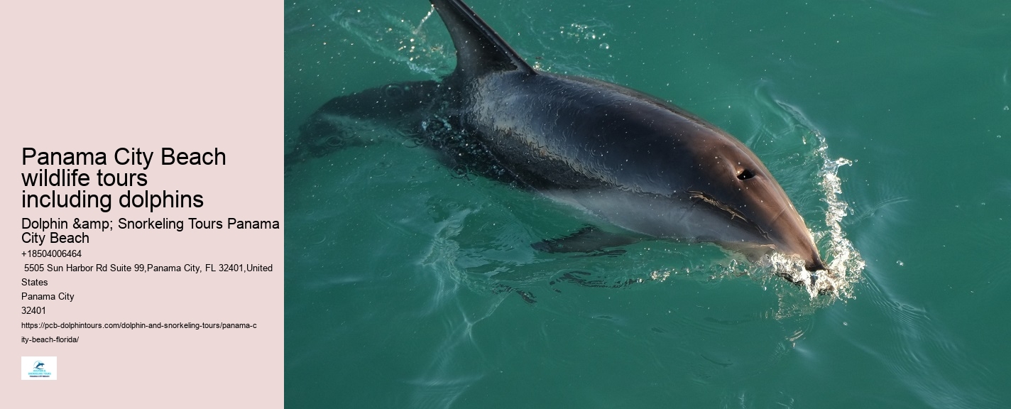 Guided dolphin tours in Panama City Beach