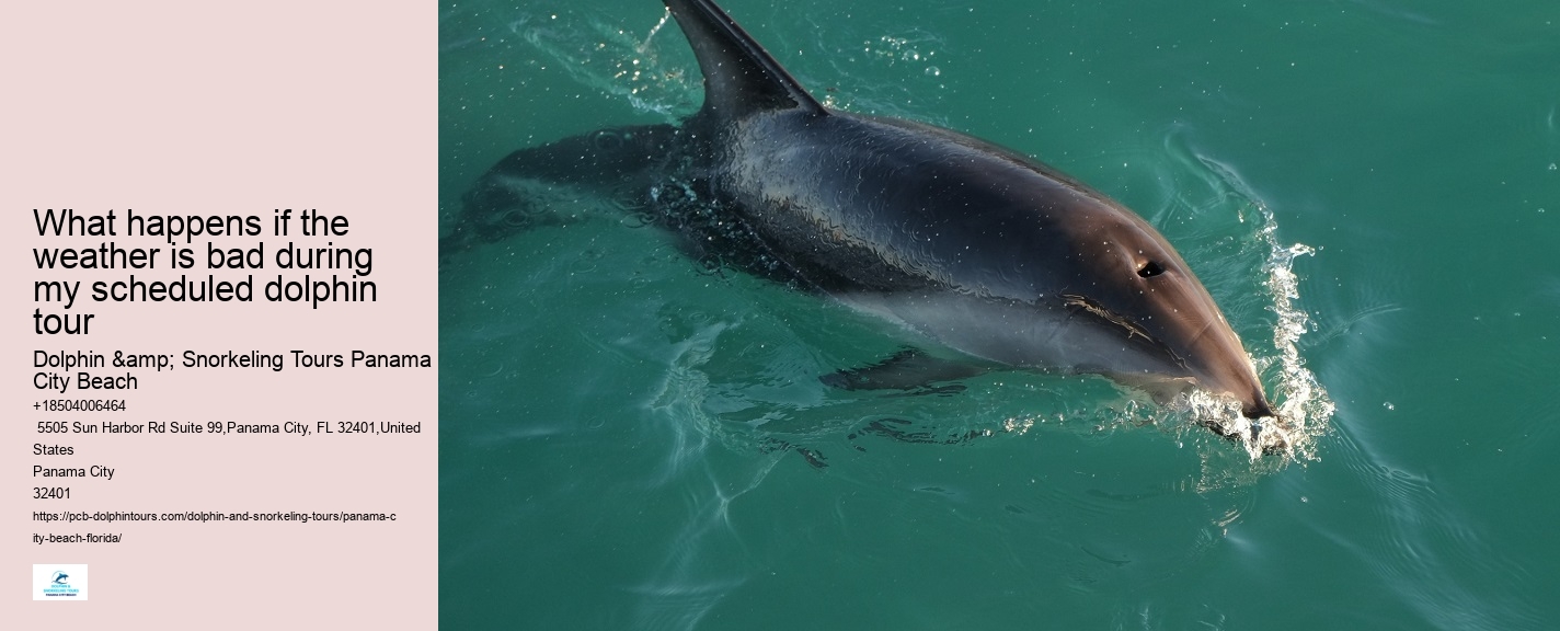 Salty Dog Dolphin Tours Panama City Beach Fl
