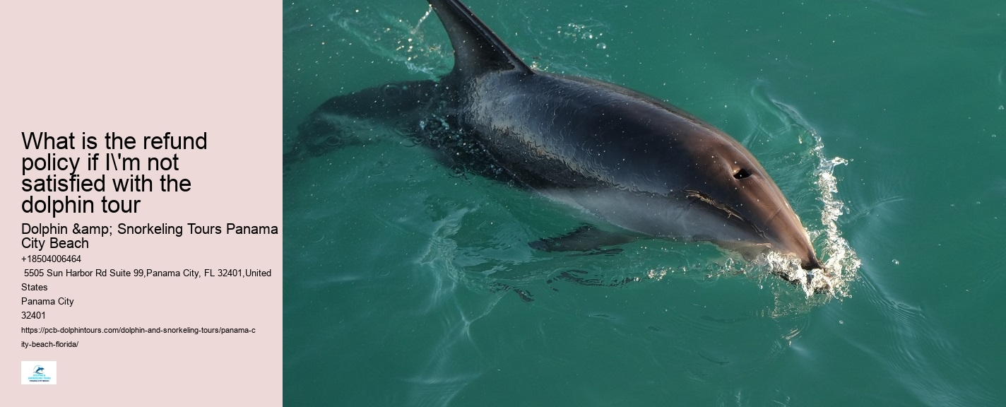 PCB Dolphin Watching Experiences
