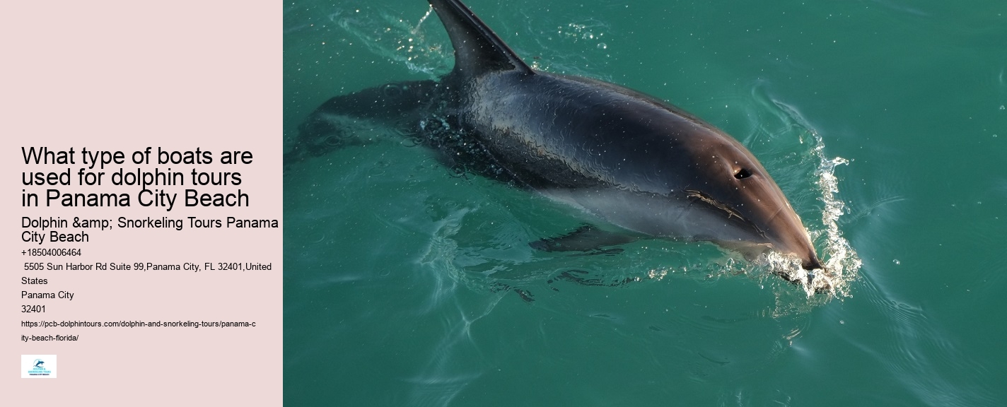 What Is The Best Time To See Dolphins In Panama City Beach