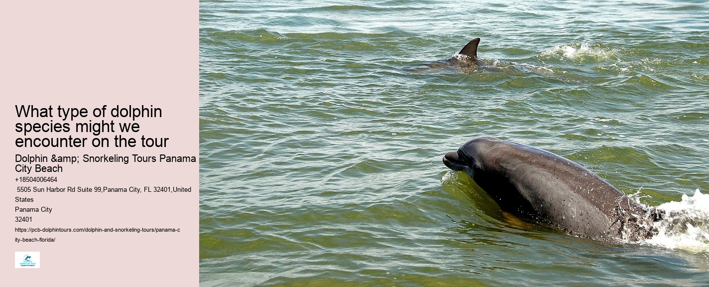 Dolphin Safari Excursions in PCB